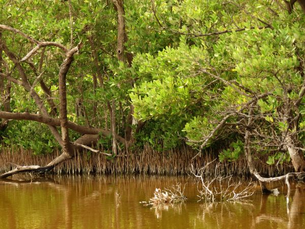 black mangroves