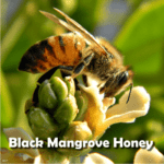 black mangrove honey is becoming rare