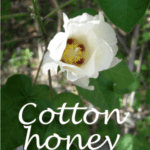 what is cotton honey like