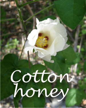 How is cotton honey?