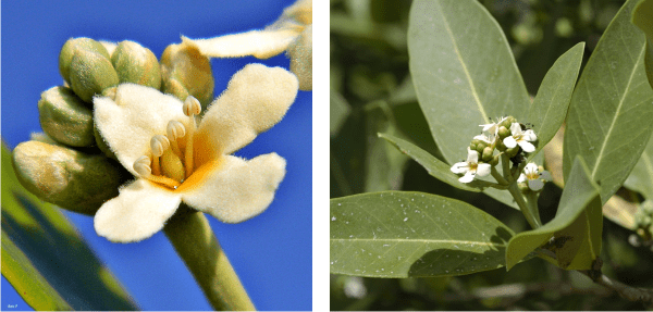 flowers of black mangrove