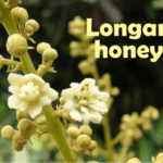 what is longan honey good for