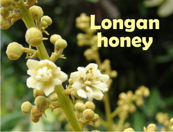 Longan Honey benefits? It’s a powerful antimicrobial honey.