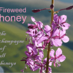 fireweed honey characteristics