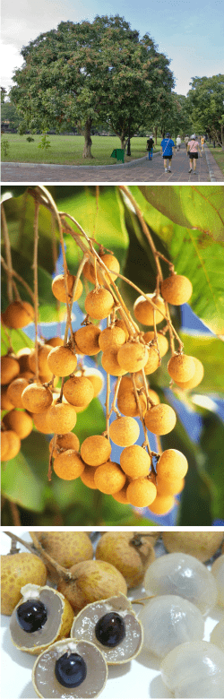 what is longan honey good for