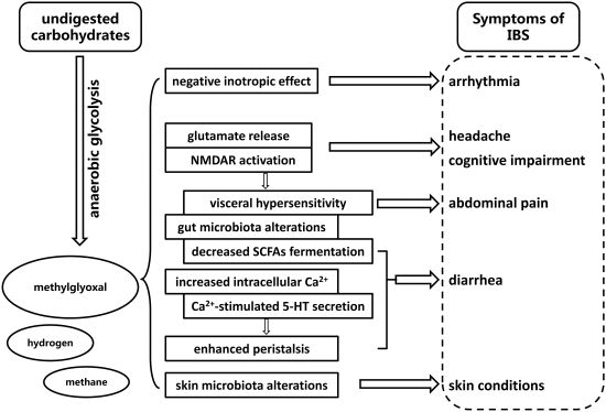 what does MGO in our body