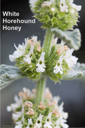 Horehound honey