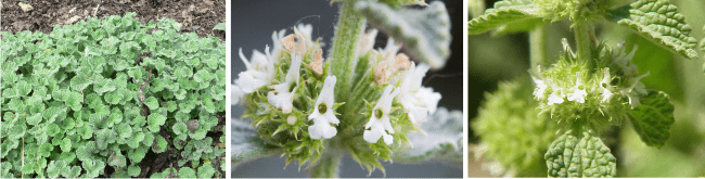 white horehound honey is a rare honey