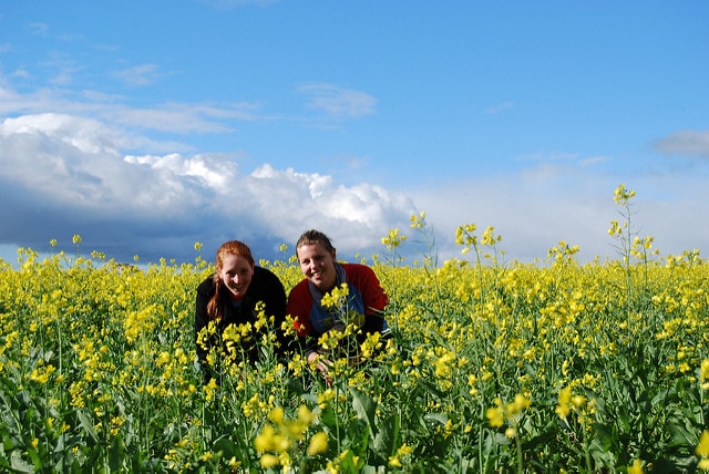 bees are aggressive in canola fields