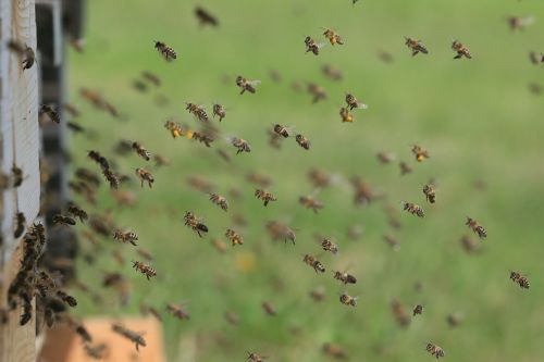 bees entering the hive