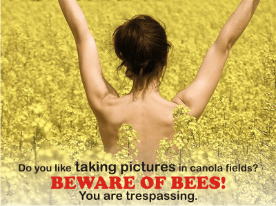 Taking a selfie in a canola field might be a dangerous adventure. Why are bees aggressive?