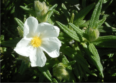 in tunisisa propolis is made from cistus leaves