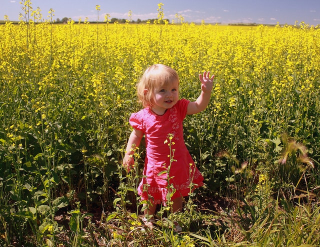 beware of bees while taking pictures in canola fields