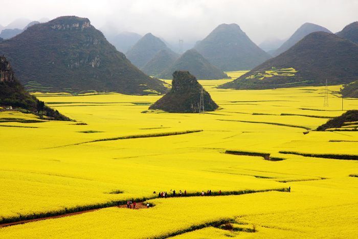 rape field in China