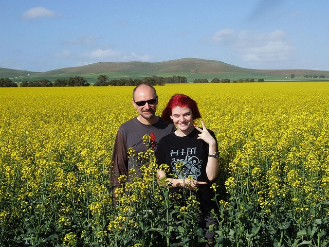 bees can easily sting you in a canola field