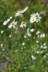 camomile is good for respiratory problems