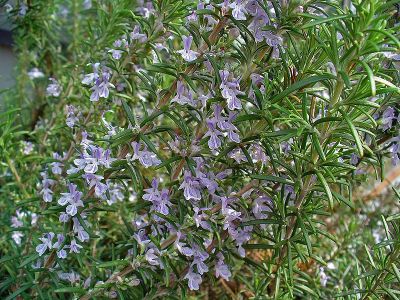 rosemary honey isgood for respiratory problems