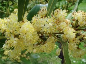 laurel honey is good for respiratory problems