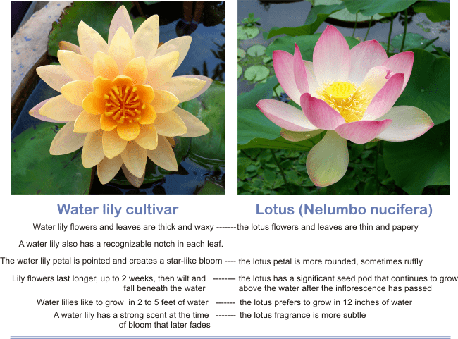 differences between water lilies and lotus