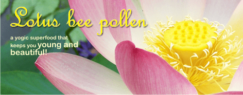 Stop aging now! Try lotus bee pollen and be surprised!