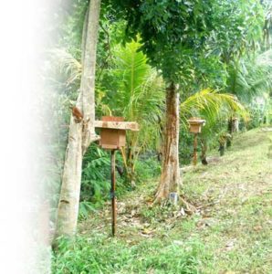 beekeeping stingless honey