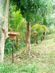 how is trigona honey made