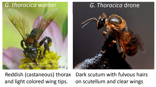 trigona thoracica the stingless bee from Malaysia that makes kelulut honey