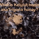 what is trigona honey or kelulut honey