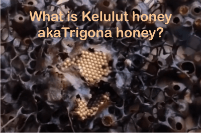 What is kelulut honey or trigona honey?