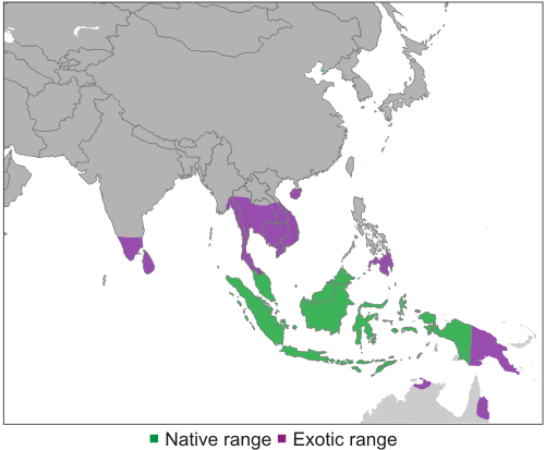 where can we find durian honey