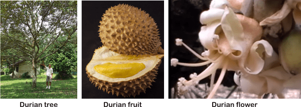 what is durian