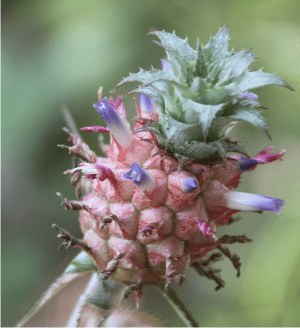 pineapple flowers