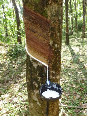 how is latex collected from rubber trees