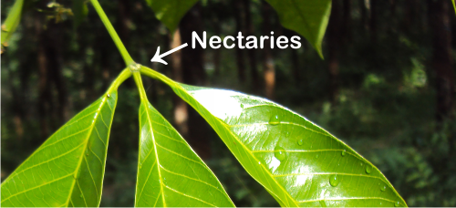 nectaries on the rubber tree