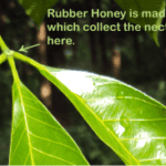 what is rubber honey