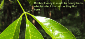 what is rubber honey