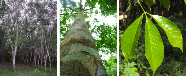 rubber tree gives us rubber honey which is good for anemia