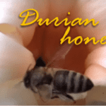 is durian honey smelly