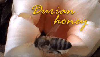 is durian honey smelly