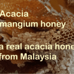 what is acacia mangium honey