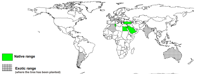 where does carob tree grow?