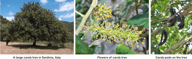 carob tree trunk, leaves and flowers