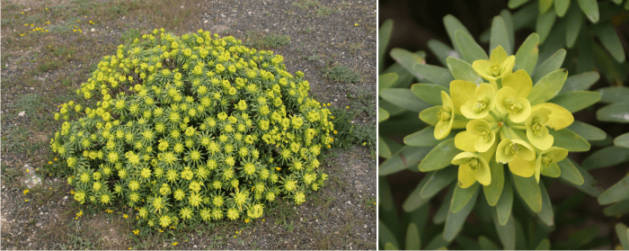 Euphorbia regis-jubae produces spurge honey