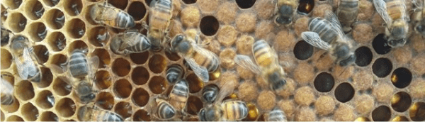 what bees live in sahara