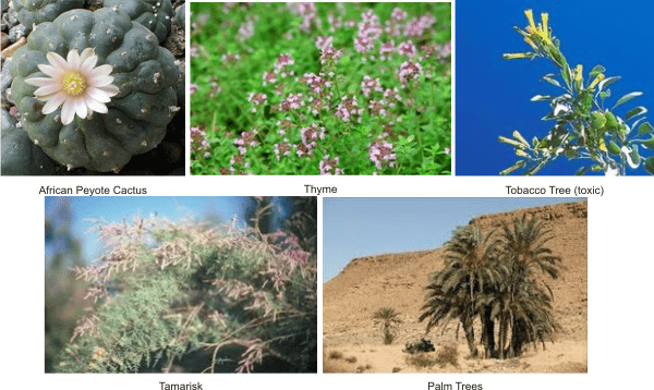 what plants grow in sahara