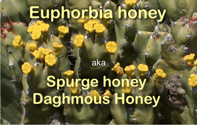 Euphorbia honey aka Spurge honey or Daghmous honey is the most appreciated honey in Morocco