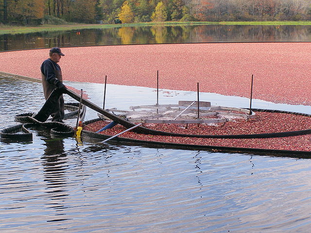 how are cranberries harvested