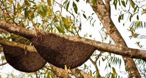 tualang honey aka rainforest honey are made by apis dorsata giant bees