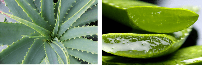 aloe vera