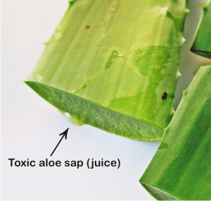 what is the toxic juice of aloe vera